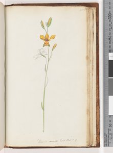 Página 213. Diuris aurea. Exot. Robô. t. 9. Golden Donkey Orchid de Unknown artist