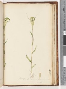 Página 215. Pterostylis op - green de Unknown artist