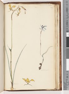 Página 219. Caladenia - Diuris duas plantas de Unknown artist