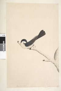 Página 21. Musciopa. título acima na mão diferente de junho. Flycatcher inquieta de tamanho natural Myragra inquieta Seisura inquieta, 1791-92 de Unknown artist