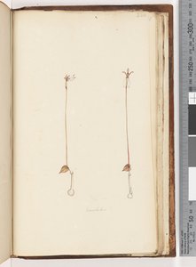 Página 220. Enochelus de Unknown