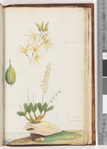 Página 224. Dendrobium speciosum - Rock Orchid de Unknown artist