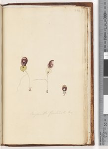 Página 226. Corysanthes fimbriata Br - Fringed Helmet Orchid de Unknown artist