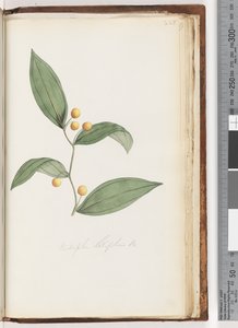 Página 228. Eustrephus latifolius Br. Wombat Berry de Unknown artist