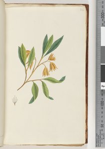 Página 22. Planta não identificada de Unknown artist