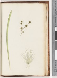 Página 234a. 1-4 planta não identificada de Unknown artist