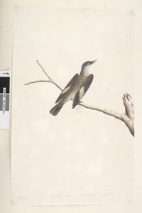 Página 23. Maio, tamanho natural, íris e língua duvidosa Árvore Marrom, Trepadeira Climacterus picumnus, 1791-92 de Unknown artist