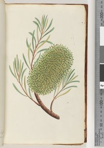 Página 23. Planta com flores sem nome de Unknown artist