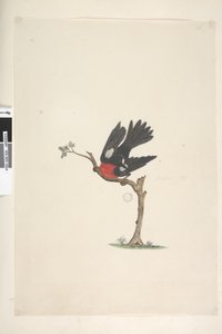 Página 24. Tamanho natural Scarlet Robin Petroica multicolor, macho, Ilha Norfolk, 1791-92 de Unknown artist