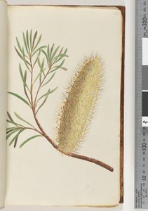 Página 24. Planta com flores sem nome de Unknown artist