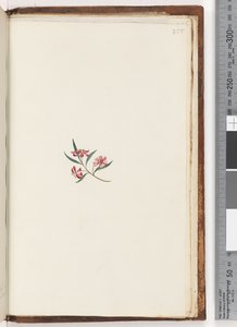 Página 255. Planta não identificada de Unknown artist