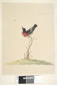Página 25. Car, ral, gar, yei, sar, tamanho natural Scarlet Robin, macho Petroica multicolor, NSW, 1791-92 de Unknown artist
