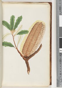 Página 26. Planta com flores sem nome de Unknown artist