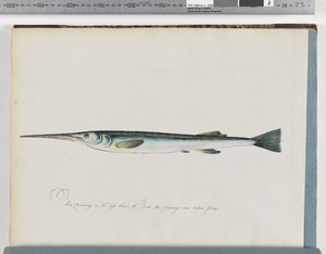 Página 27. Peixe não identificado de Unknown artist
