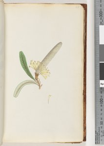 Página 28. Planta com flores, "uma trepadeira" de Unknown artist