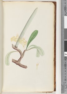 Página 29. Coast Banksia de Unknown artist