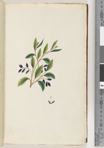 Página 2. Planta não identificada de Unknown artist