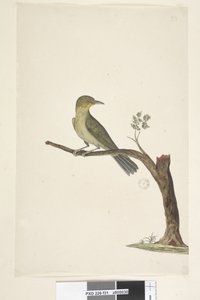 Página 31 .... Delgado, Billed White, Eye Zosterops tenuirostris, 1791-92 de Unknown artist