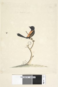 Página 33. Tamanho natural Red, Backed Wren Malurus melanocephalu, macho, 1791-92 de Unknown artist