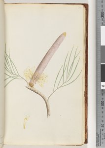 Página 34. A Banksia de Unknown artist