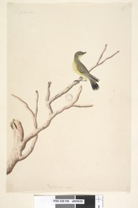 Página 36. Setembro. Tamanho natural Yellow Thornbill Acanthiza nana, 1791-92 de Unknown artist