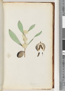 Página 37. Conchium nervosum (aguarela) de Unknown artist