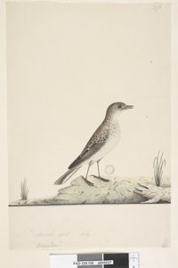 Página 38. Alundu título acima em mão diferente Tamanho natural, julho Pipit Anthus australis, 1791-92 de Unknown artist