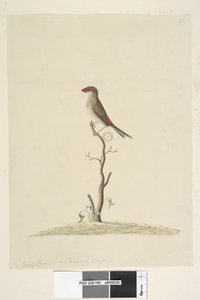 Página 40. favorito. Tamanho natural vermelho, Browed Finch Neochmia temporária Aegintha temporária, 1791-92 de Unknown artist