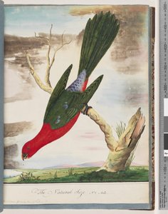 Página 42. King Parrot de Unknown artist