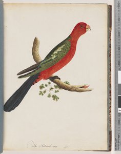 Página 44. King Parrot de Unknown artist