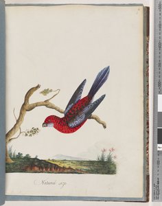 Página 45. Rosela Carmesim. Papagaio Pennantian de Unknown artist