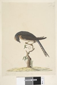 Página 45. Tamanho natural. na parte superior direita na mão diferente A na parte inferior esquerda vai com B ief44 Leque, Tailed Cuckoo Cacomantis pyrrhophanus, 1791-92 de Unknown artist