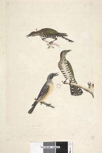 Página 46. Cuculus. ao longo da borda inferior em mão diferente Estas aves desenhadas em tamanho natural. Os dois pássaros superiores são Cuco de Bronze Dourado, o terceiro é um Rufous Whistler Lamprococcyx plagosus Chrysococcyx lucidis, 1791-92 de Unknown artist