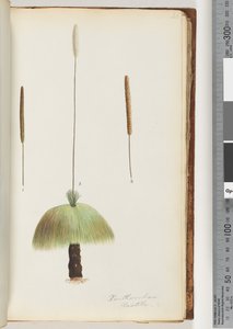 Página 46. Xanthorrhoea Hastile Grass tree de Unknown artist