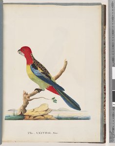 Página 47. Rosela Oriental. Não é o mesmo papagaio de Unknown artist