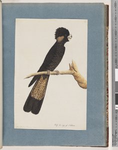 Página 48. Cacatua-negra-de-cauda-amarela. Papagaio Banksian de Unknown artist