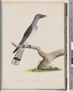 Página 49. Ave não identificada. Scythrops de Unknown artist