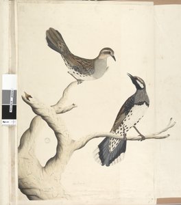 Página 4. Turdus. em uma mão diferente Desenhado o tamanho natural sendo os únicos dois do tipo até agora vistos na colônia, junho de 1792 codorniz-malhada Cinclosoma punctatum, 1791-92 de Unknown artist
