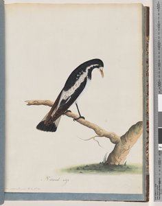 Página 50. Cotovia-pega. Corvus cyanoleucos de Unknown artist