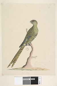Página 50. Este é um papagaio terrestre e nunca vai para uma árvore ou muito raramente. no centro inferior em mão diferente Natl. Tamanho. Ground Parrot Pezoporus wallicus, 1791-92 de Unknown artist