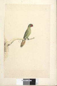 Página 51. Pequeno Lorikeet Glossopsitta pusilla de tamanho natural, 1791-92 de Unknown artist