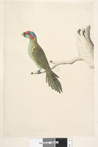 Página 52. Tamanho natural Musk Lorikeet Glossopsitta concinna, 1791-92 de Unknown artist