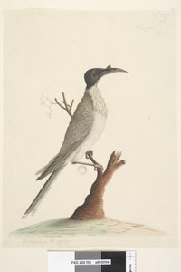 Página 55. Wer, gan ou o Frade. no canto inferior esquerdo em uma mão diferente Melifaga Frígia. no centro inferior em uma terceira mão Tamanho natural Noisy Friarbird Philemon corniculatus, 1791-92 de Unknown artist