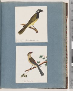 Página 56. Pássaro não identificado. Turdus leucotis. 57. Finch de sobrancelha vermelha. Turdus novo de Unknown artist
