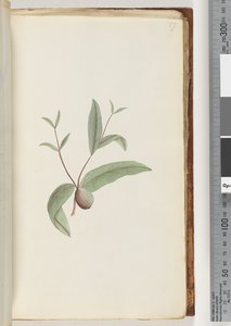 Página 57. Planta não identificada de Unknown artist