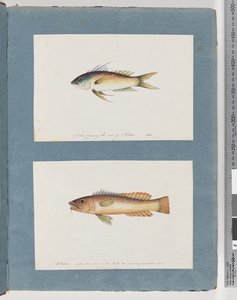 Página 5. Peixes não identificados 6. Peixes não identificados de Unknown artist