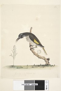 Página 61. Janeiro. Pica-pau-cinzento alado amarelo Meliornis novo tamanho natural, Holanda, 1791-92 de Unknown artist