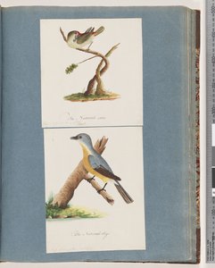 Página 62. Finch de sobrancelha vermelha. Loxia astrild. 63. Pássaro não identificado. Muscicapa flavigastra de Unknown artist