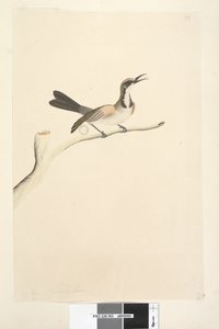 Página 63. Maio. Tamanho natural Tawny Crowned Honeyeater Phylidonyris melanops, 1791-92 de Unknown artist