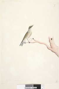 Página 66. Agosto. Tamanho natural cinza, backed Silvereye Zosterops lateralis, 1791-92 de Unknown artist